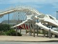 Szkielet płetwala błękitnego przy Laboratorium Morskim Uniwersytetu Kalifornijskiego w Santa Cruz. Porównanie jego wielkości z budynkami robi wrażenie. Fot. Bronwen Lea, źródło: https://commons.wikimedia.org/wiki/File:BlueWhaleSkeleton.jpg, dostęp: 03.02.2016